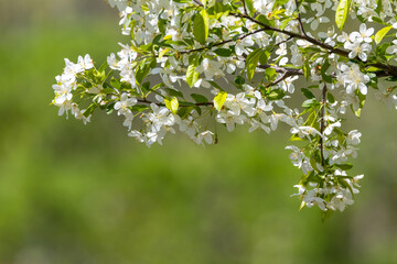グリーン背景のズミの花