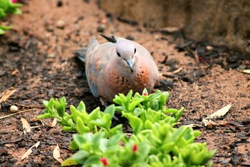 Laughing dove in garden 