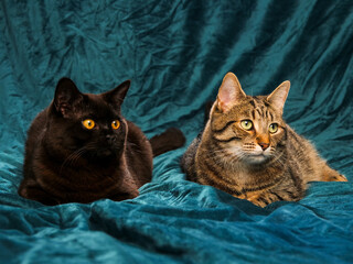 Black and tabby brown color cat on velvet cloth surface. Friends concept. Home pet studio shot.