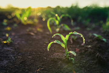 Maize seedling in the agricultural field with sunset backlit, close-up