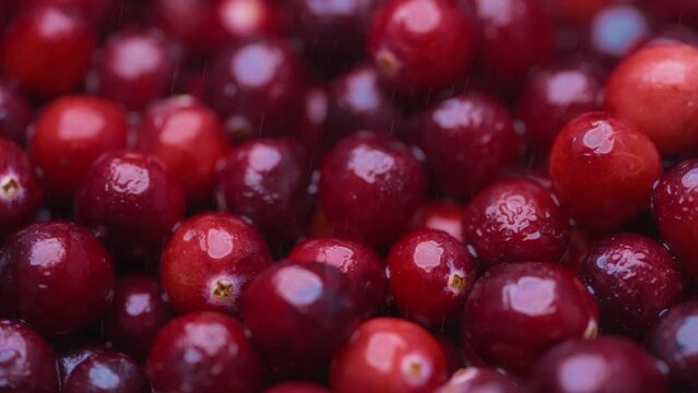 Water being sprayed over fresh organic cranberries. Healthy eating concept. 