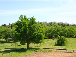 快晴青空と5月新緑の呉羽山公園都市緑化植物園風景
