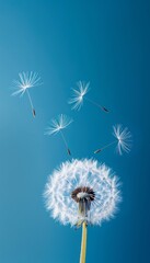 Fototapeta premium Beautiful puffy dandelions and flying seeds against blue sky on sunny day