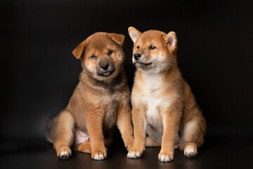 Cute portrait of two Red-haired Japanese smiling cute puppies Shiba Inu Dogs sitting on isolated black background, front view. Happy pets.
