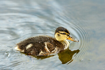 Mallard Duckling (Anas platyrhynchos) - Commonly Found in Europe, Asia, and North America - Commonly Found in Europe, Asia, and North Africa