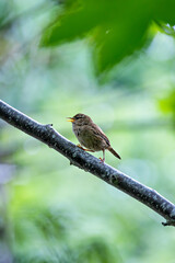 European Wren (Troglodytes troglodytes) - Commonly Found in Europe, Asia, and North Africa