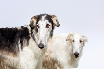 Fototapeta premium Portrait of two dogs of the Russian greyhound breed, white and black and white, on a blue sky background. Incredibles are beautiful and elegant.