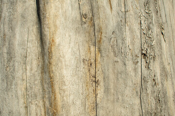 Naklejka premium Closeup of old weathered cracked wood