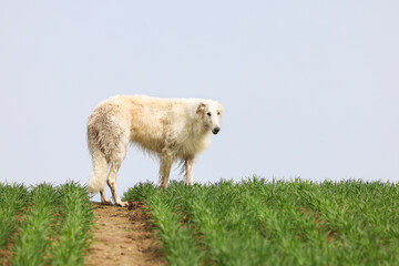 Fototapeta premium A dog of the Russian Greyhound breed walks along a path among a field of wheat sprouts, against the background of a blue sky.