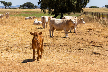 Center of Attention: Brown Calf Standing Out in a White Herd.