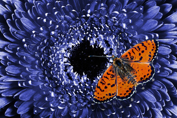 bright red butterfly on a blue chrysanthemum flower. butterfly and space