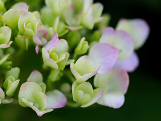 咲き始めた紫陽花の花