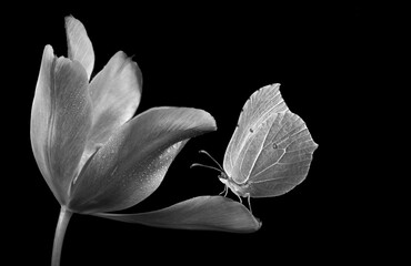 bright butterfly on tulip flower in drops of water isolated on black. black and white