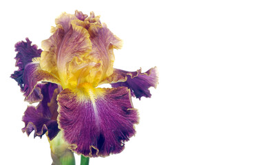 bright colorful iris flower isolated on white. close up. copy space