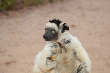 Verreaux's white sifaka with dark head Madagascar island fauna.