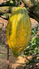 PLANTA DE CACAO