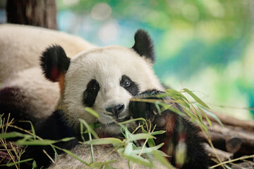 Side view of panda bear eating next to tree