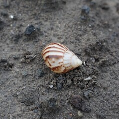 Snail Amphidromus (Amphidromus) on damp ground in the morning dew.