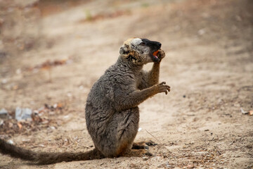 Common brown lemur Eulemur fulvus with orange eyes.
