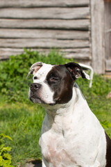 A black and white dog on a walk in the garden. The American Staffordshire Terrier is a pet
