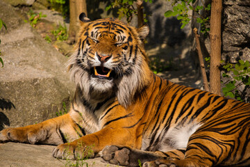 critically endangered Sumatran tiger