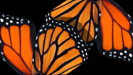 monarch butterfly wings. abstract pattern of tropical monarch butterfly wings. orange background.