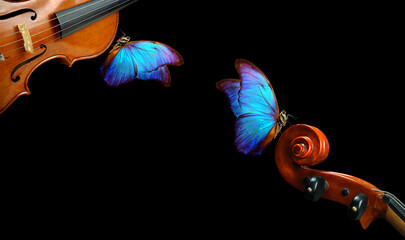 beautiful blue morpho butterflies on violins. music concept. copy spaces © Oleksii