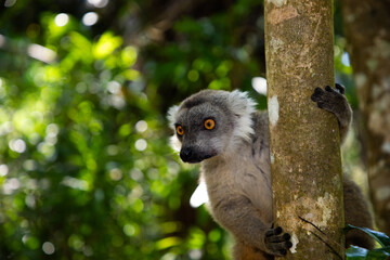 Crowned lemur Eulemur Coronatus, endemic animal