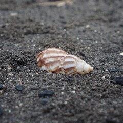 Snail Amphidromus (Amphidromus) on damp ground in the morning dew.