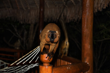 Lemur mischiefs on veranda bungalow and waits for food