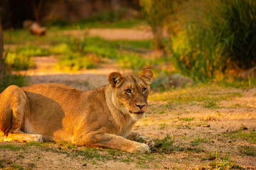 Pair adult Lions playing in garden