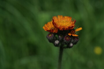 Orange blühendes Habichtskraut in einer grünen Wiese
