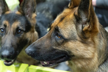 Brown and yellow German Shepherd Dog Close Up Portrait.