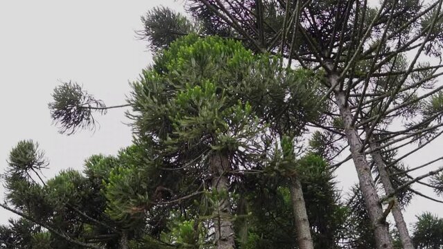 Araucaria angustifolia forest (also known as Paran&aacute; pine, missionary pine, Brazilian araucaria, or curi) Araucaria pine plant