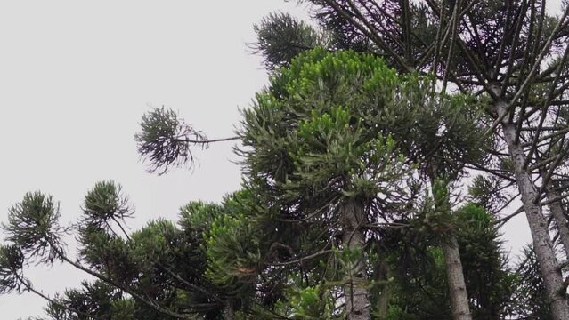 Araucaria angustifolia forest (also known as Paran&aacute; pine, missionary pine, Brazilian araucaria, or curi) Araucaria pine plant