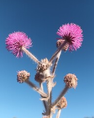 Mimosa lanuginosa flower,