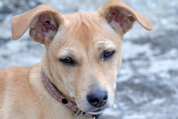 Cachorro fofinho vira lata em Ponta Negra - Maricá - RJ