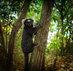 A monkey climbing a tree in the forest