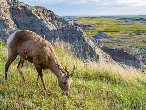 Young bighorn sheep grazing on prairie grasses in South Dakota badlands