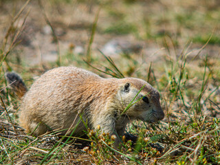 Black-tailed prairie dog among the grass in South Dakota badlands