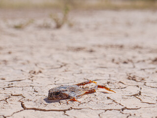 Dried toad stranded in the mud after rainstorm in badlands of South Dakota