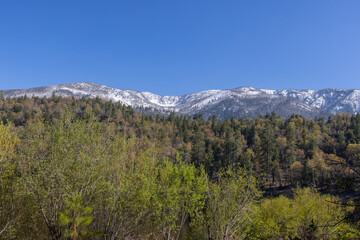 landscape with snow and trees