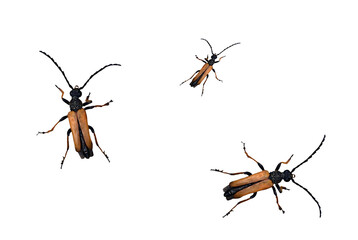 Stictoleptura is a genus of longhorn beetles in the Cerambycidae family. On isolatet transparent background.