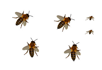 Bees on isolated transparent background.