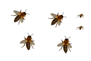 Bees on isolated transparent background.