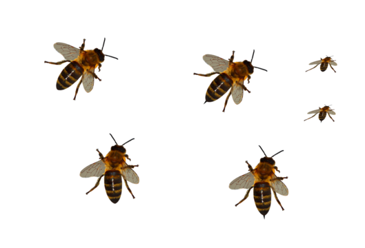 Bees on isolated transparent background.