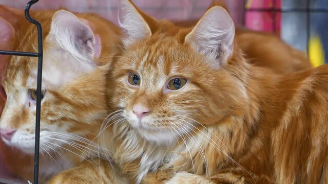 Kurilian Bobtails - cats breed originating from Kuril Islands, as well as Sakhalin Island and Kamchatka peninsula