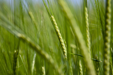 Roggen im Frühling auf einem Feld