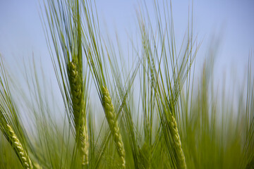 Weizen und Korn auf einem Feld