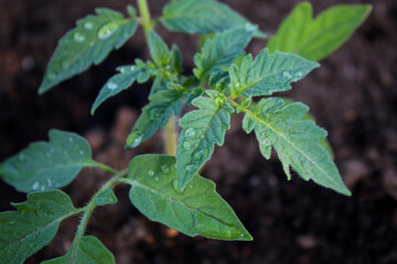 Close up of a young tomato seedling plant growing in soil